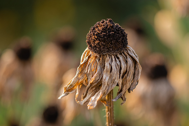 A dried flower bloom in a field.